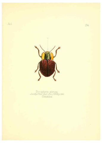 Reproducción/Reproduction 6025826859: Aid to the identification of insects. v.1. London :E.W. Janson,1880-90