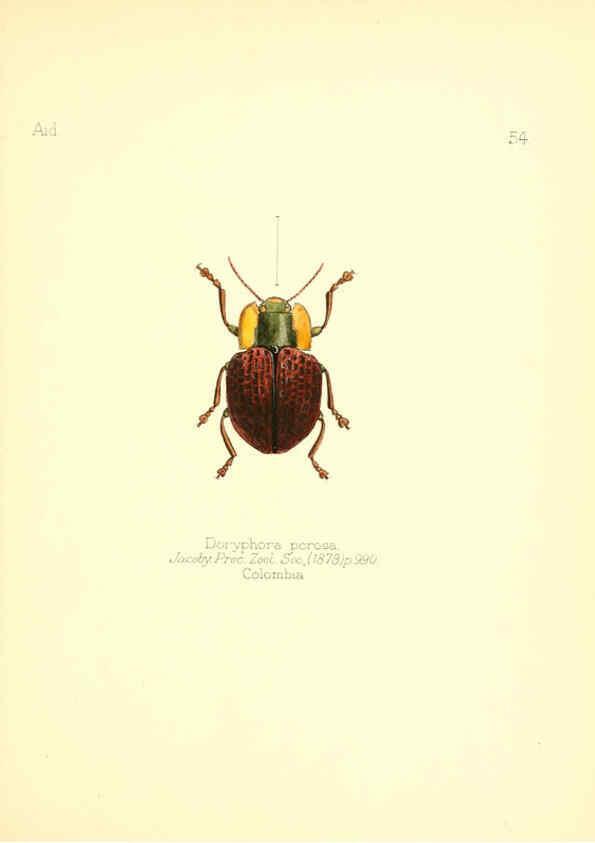 Reproducción/Reproduction 6025826859: Aid to the identification of insects. v.1. London :E.W. Janson,1880-90