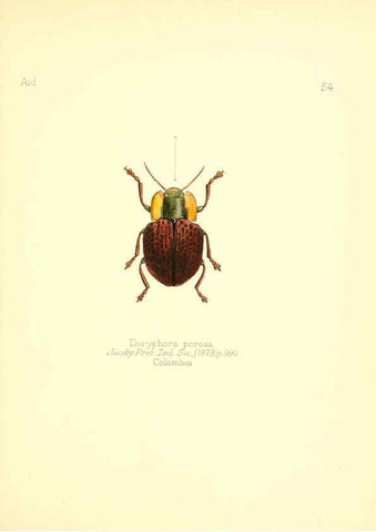 Reproducción/Reproduction 6025826859: Aid to the identification of insects. v.1. London :E.W. Janson,1880-90