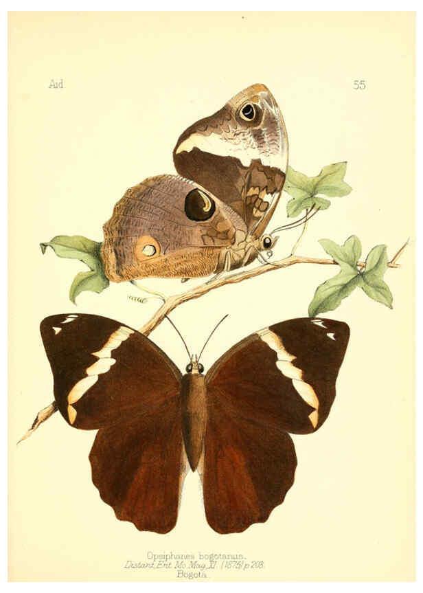 Reproducción/Reproduction 6025827239: Aid to the identification of insects. v.1. London :E.W. Janson,1880-90