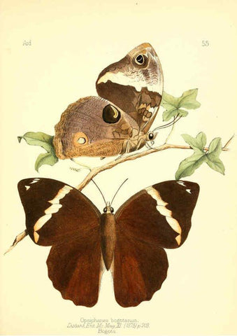 Reproducción/Reproduction 6025827239: Aid to the identification of insects. v.1. London :E.W. Janson,1880-90