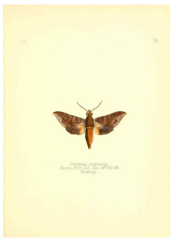 Reproducción/Reproduction 6025827491: Aid to the identification of insects. v.1. London :E.W. Janson,1880-90