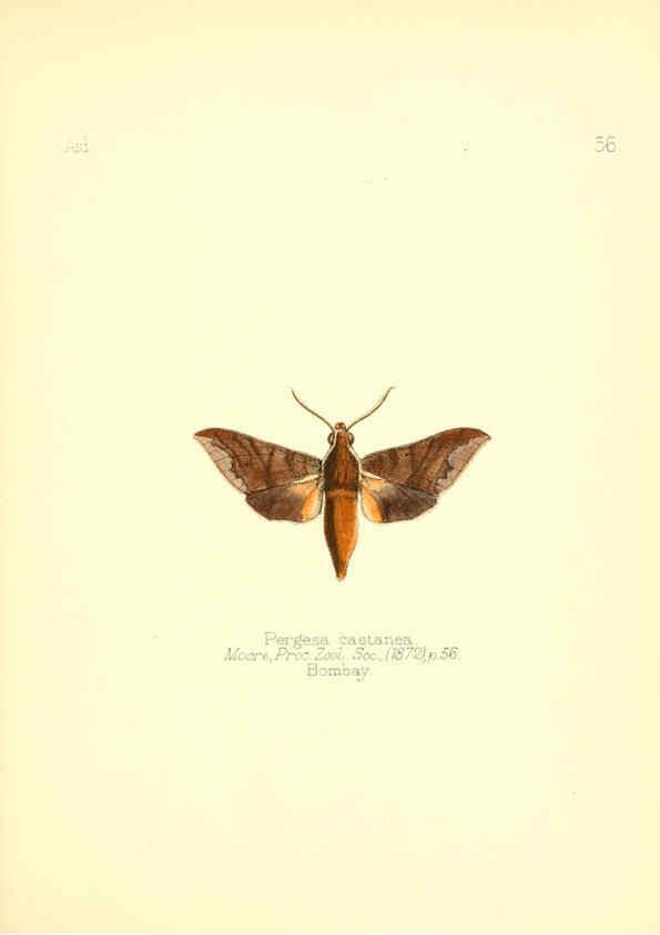 Reproducción/Reproduction 6025827491: Aid to the identification of insects. v.1. London :E.W. Janson,1880-90