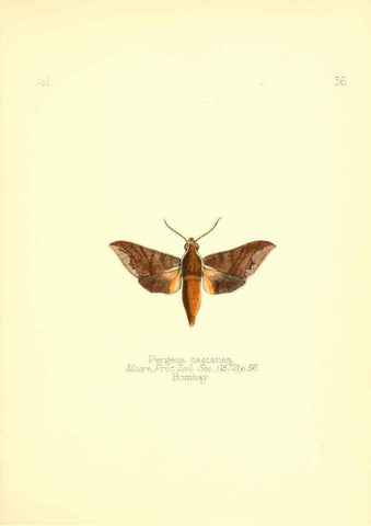 Reproducción/Reproduction 6025827491: Aid to the identification of insects. v.1. London :E.W. Janson,1880-90