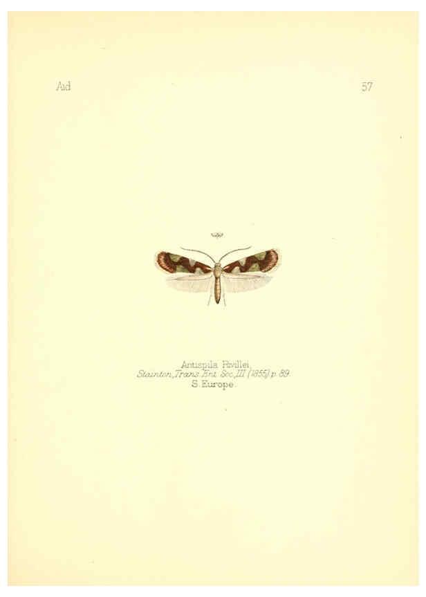 Reproducción/Reproduction 6025827833: Aid to the identification of insects. v.1. London :E.W. Janson,1880-90