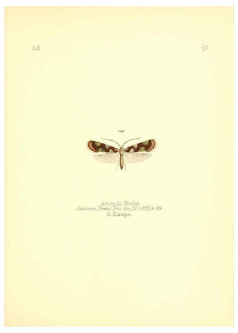 Reproducción/Reproduction 6025827833: Aid to the identification of insects. v.1. London :E.W. Janson,1880-90