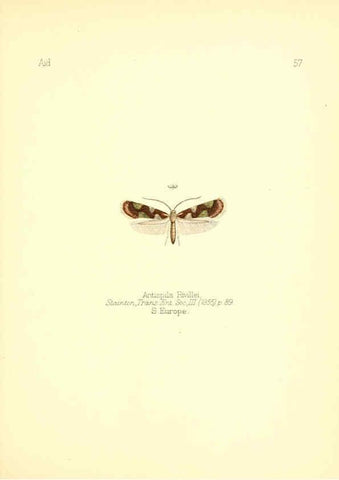 Reproducción/Reproduction 6025827833: Aid to the identification of insects. v.1. London :E.W. Janson,1880-90