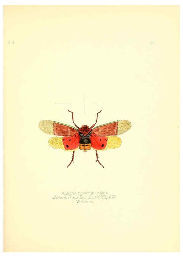 Reproducción/Reproduction 6026382662: Aid to the identification of insects. v.1. London :E.W. Janson,1880-90
