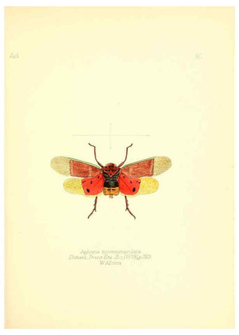 Reproducción/Reproduction 6026382662: Aid to the identification of insects. v.1. London :E.W. Janson,1880-90