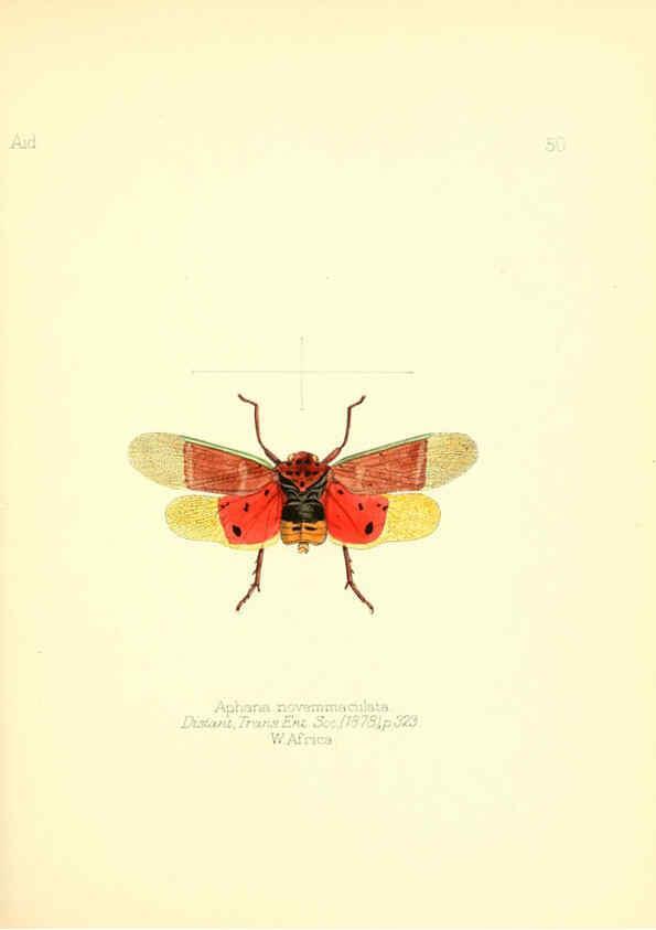 Reproducción/Reproduction 6026382662: Aid to the identification of insects. v.1. London :E.W. Janson,1880-90