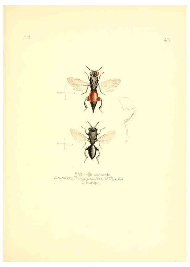 Reproducción/Reproduction 6026379796: Aid to the identification of insects. v.1. London :E.W. Janson,1880-90