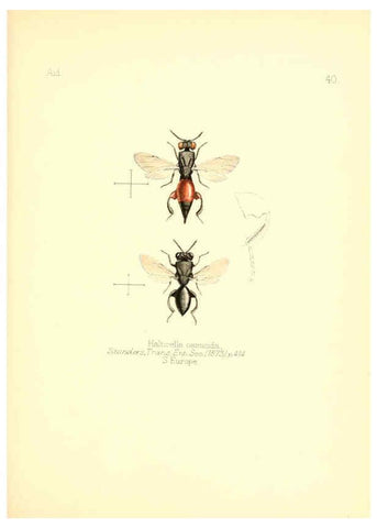 Reproducción/Reproduction 6026379796: Aid to the identification of insects. v.1. London :E.W. Janson,1880-90