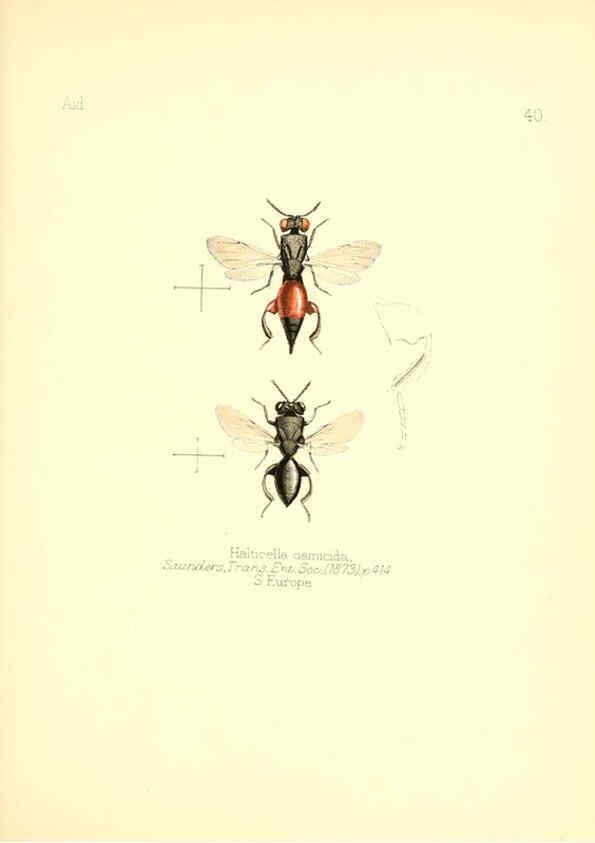 Reproducción/Reproduction 6026379796: Aid to the identification of insects. v.1. London :E.W. Janson,1880-90