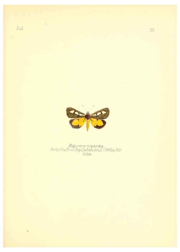 Reproducción/Reproduction 6025822667: Aid to the identification of insects. v.1. London :E.W. Janson,1880-90