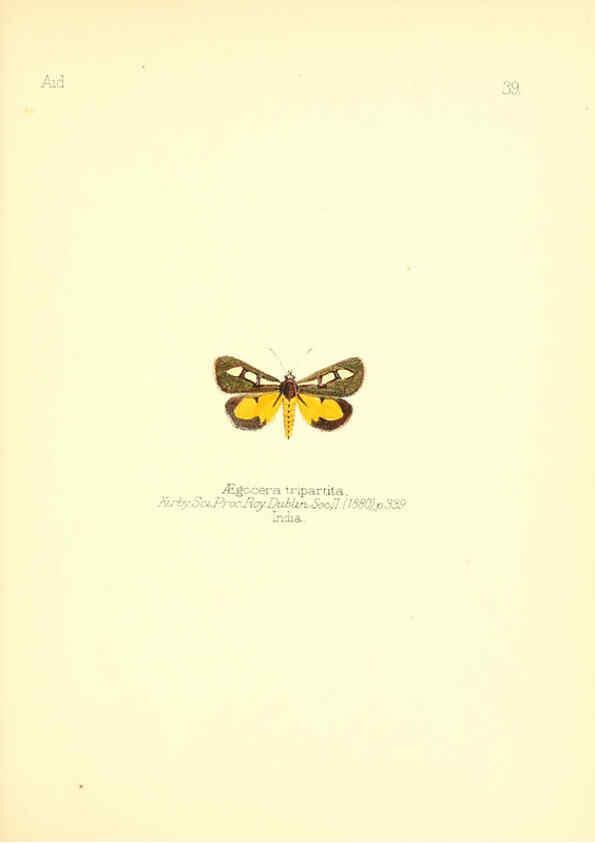 Reproducción/Reproduction 6025822667: Aid to the identification of insects. v.1. London :E.W. Janson,1880-90