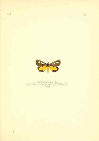 Reproducción/Reproduction 6025822667: Aid to the identification of insects. v.1. London :E.W. Janson,1880-90