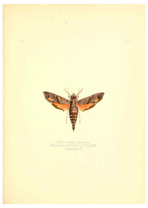 Reproducción/Reproduction 6026379282: Aid to the identification of insects. v.1. London :E.W. Janson,1880-90
