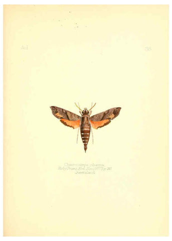 Reproducción/Reproduction 6026379282: Aid to the identification of insects. v.1. London :E.W. Janson,1880-90