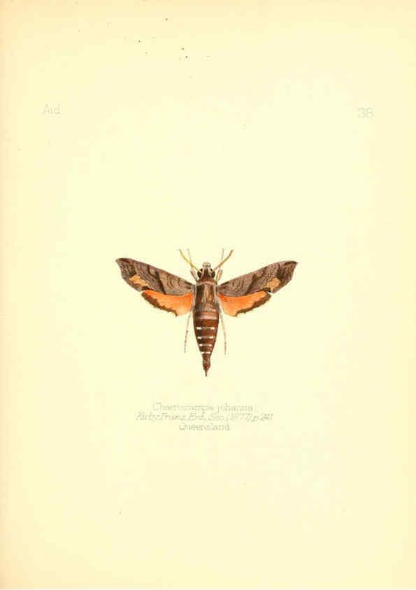 Reproducción/Reproduction 6026379282: Aid to the identification of insects. v.1. London :E.W. Janson,1880-90
