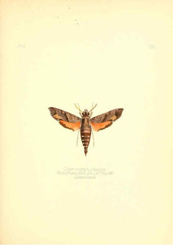 Reproducción/Reproduction 6026379282: Aid to the identification of insects. v.1. London :E.W. Janson,1880-90