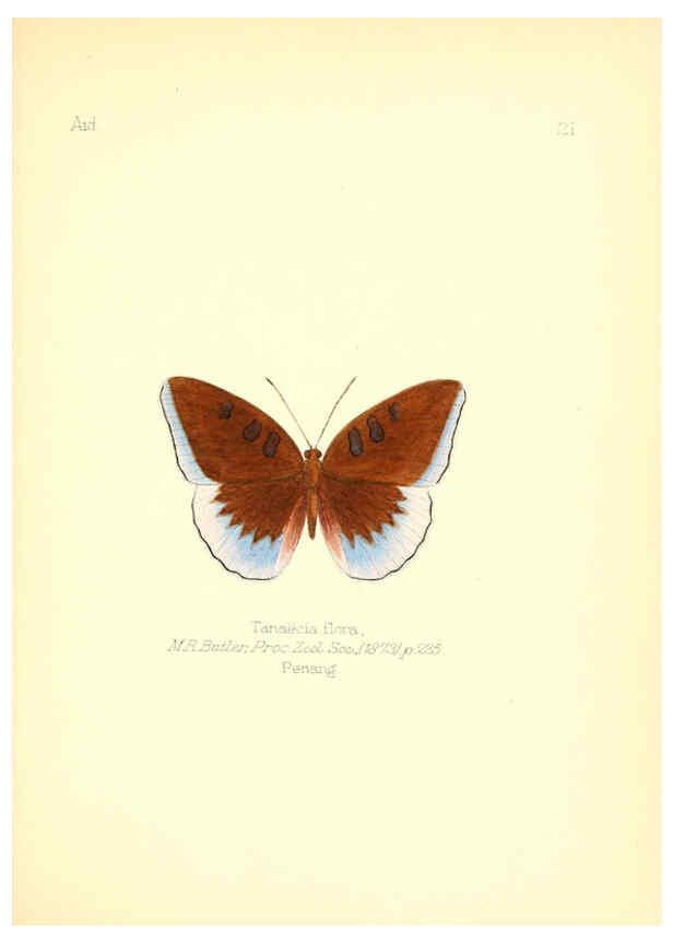Reproducción/Reproduction 6025818017: Aid to the identification of insects. v.1. London :E.W. Janson,1880-90