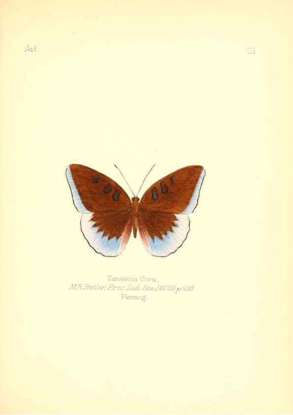 Reproducción/Reproduction 6025818017: Aid to the identification of insects. v.1. London :E.W. Janson,1880-90