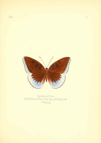 Reproducción/Reproduction 6025818017: Aid to the identification of insects. v.1. London :E.W. Janson,1880-90