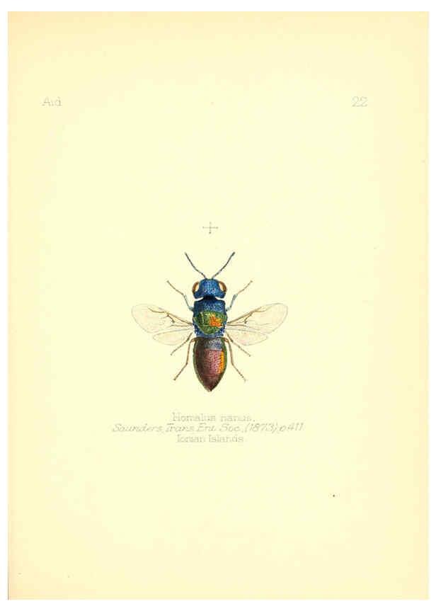 Reproducción/Reproduction 6025818227: Aid to the identification of insects. v.1. London :E.W. Janson,1880-90
