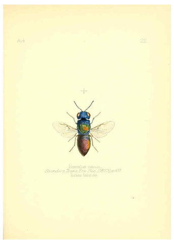 Reproducción/Reproduction 6025818227: Aid to the identification of insects. v.1. London :E.W. Janson,1880-90