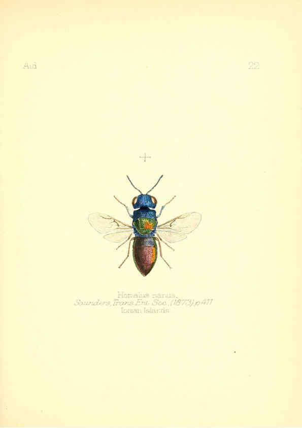 Reproducción/Reproduction 6025818227: Aid to the identification of insects. v.1. London :E.W. Janson,1880-90