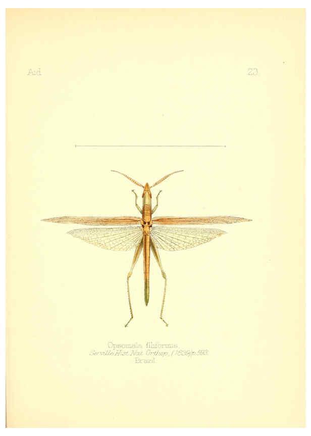 Reproducción/Reproduction 6025818427: Aid to the identification of insects. v.1. London :E.W. Janson,1880-90
