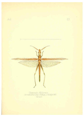 Reproducción/Reproduction 6025818427: Aid to the identification of insects. v.1. London :E.W. Janson,1880-90