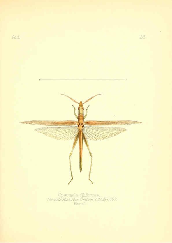 Reproducción/Reproduction 6025818427: Aid to the identification of insects. v.1. London :E.W. Janson,1880-90