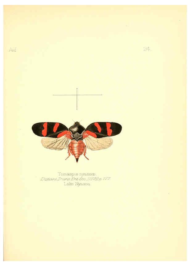 Reproducción/Reproduction 6025818607: Aid to the identification of insects. v.1. London :E.W. Janson,1880-90
