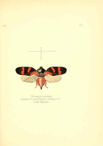 Reproducción/Reproduction 6025818607: Aid to the identification of insects. v.1. London :E.W. Janson,1880-90