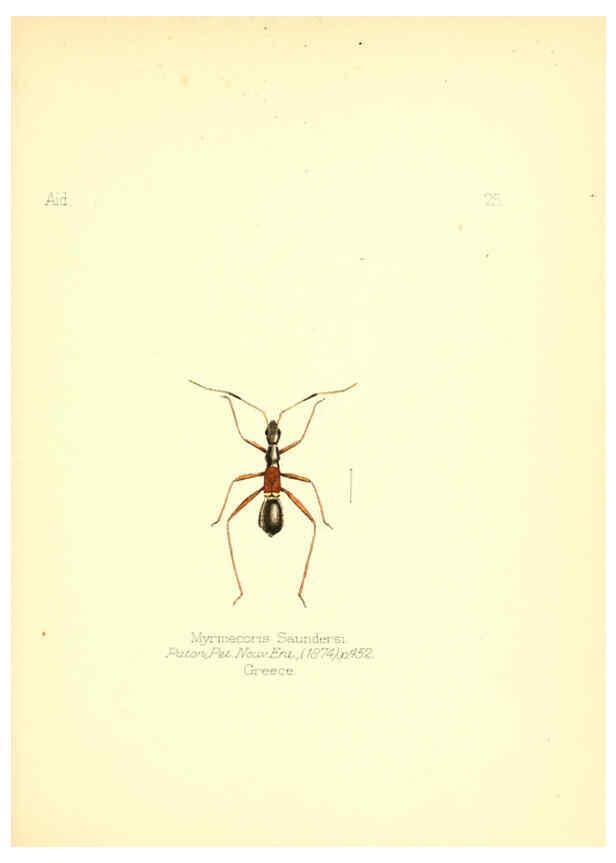 Reproducción/Reproduction 6025818827: Aid to the identification of insects. v.1. London :E.W. Janson,1880-90