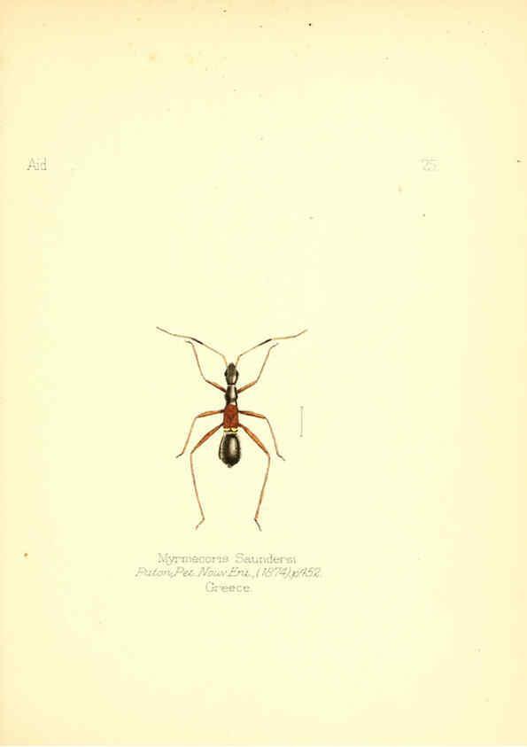 Reproducción/Reproduction 6025818827: Aid to the identification of insects. v.1. London :E.W. Janson,1880-90