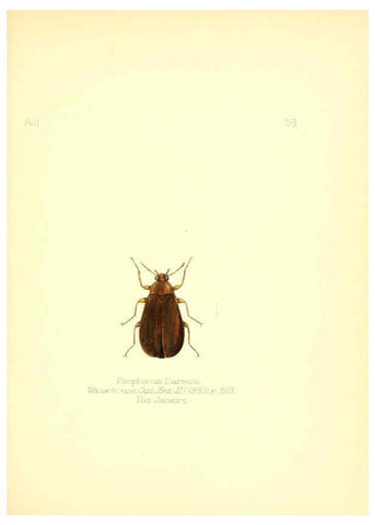 Reproducción/Reproduction 6025819157: Aid to the identification of insects. v.1. London :E.W. Janson,1880-90