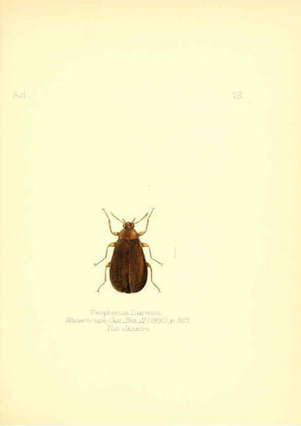 Reproducción/Reproduction 6025819157: Aid to the identification of insects. v.1. London :E.W. Janson,1880-90
