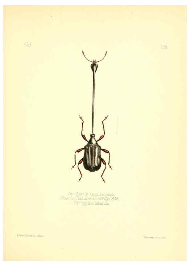 Reproducción/Reproduction 6026376350: Aid to the identification of insects. v.1. London :E.W. Janson,1880-90