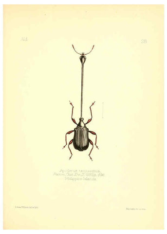 Reproducción/Reproduction 6026376350: Aid to the identification of insects. v.1. London :E.W. Janson,1880-90