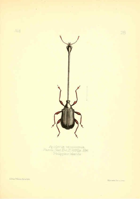 Reproducción/Reproduction 6026376350: Aid to the identification of insects. v.1. London :E.W. Janson,1880-90