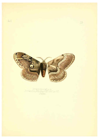 Reproducción/Reproduction 6026376600: Aid to the identification of insects. v.1. London :E.W. Janson,1880-90