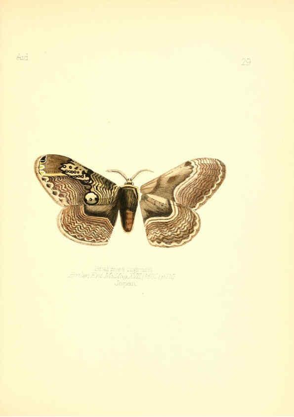 Reproducción/Reproduction 6026376600: Aid to the identification of insects. v.1. London :E.W. Janson,1880-90