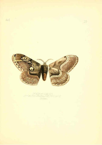 Reproducción/Reproduction 6026376600: Aid to the identification of insects. v.1. London :E.W. Janson,1880-90