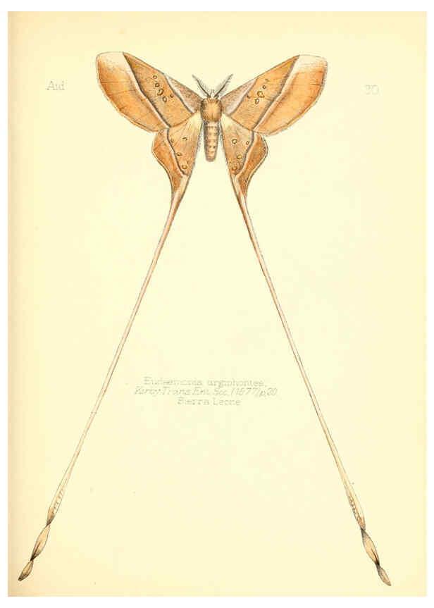 Reproducción/Reproduction 6025820115: Aid to the identification of insects. v.1. London :E.W. Janson,1880-90