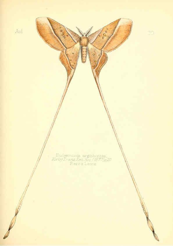 Reproducción/Reproduction 6025820115: Aid to the identification of insects. v.1. London :E.W. Janson,1880-90