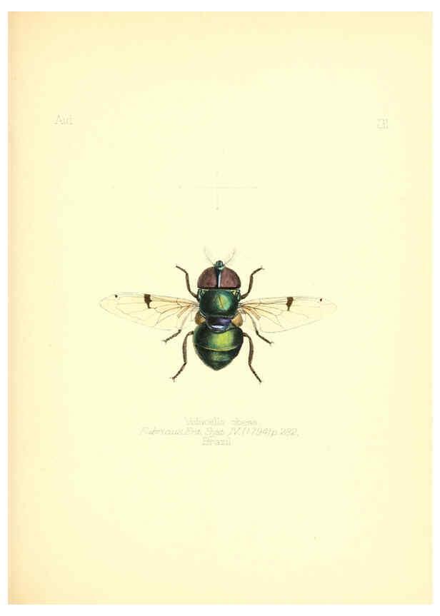 Reproducción/Reproduction 6025820631: Aid to the identification of insects. v.1. London :E.W. Janson,1880-90