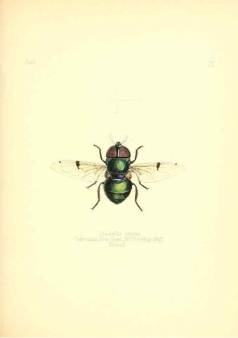 Reproducción/Reproduction 6025820631: Aid to the identification of insects. v.1. London :E.W. Janson,1880-90