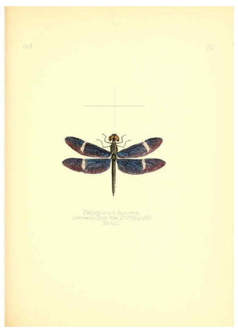 Reproducción/Reproduction 6025820859: Aid to the identification of insects. v.1. London :E.W. Janson,1880-90